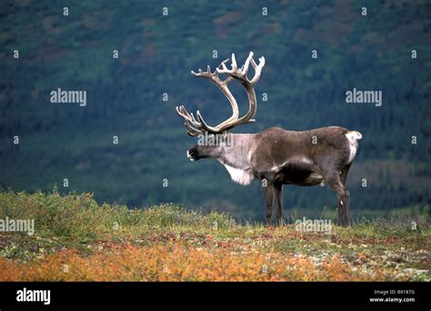 Barren Ground Caribou North America Rangifer Tarandus lake animal ...