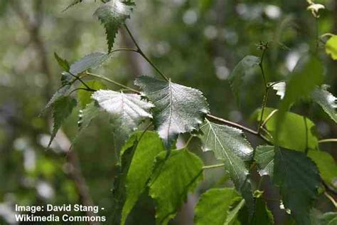 Types of Birch Tree Leaves — Identification Guide With Pictures