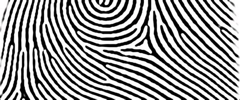 Flat Vector Fingerprints - Central Pocket Whorls - Forensic Supplies ...