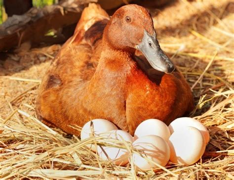 Incubation Time for Duck Eggs | ThriftyFun