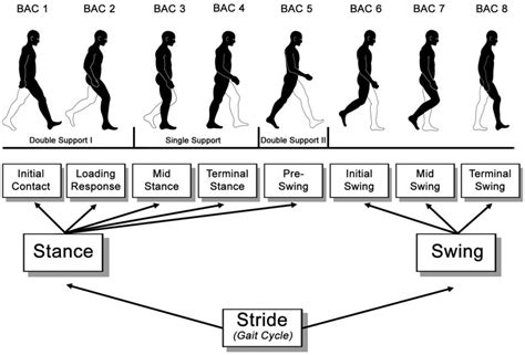 Phases of the Gait Cycle: Gait Analysis » ProtoKinetics