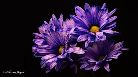 Purple Flowers Aesthetic Laptop Wallpapers - Top Free Purple Flowers Aesthetic Laptop ...