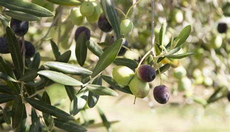 7 Surprising Benefits Of Olive – Pure Synergy