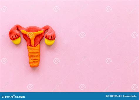 Female Uterus and Ovaries with Fallopian Tubes - - Health Reproductive System Stock Photo ...