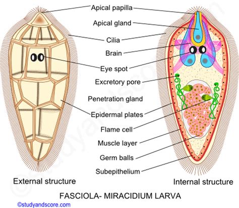 Fasciola Gigantica Labelled