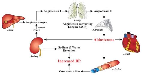 where is angiotensin 1 produced - Google Search | Top nursing schools, Charting for nurses ...