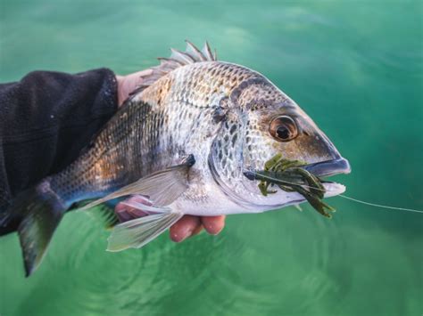 Bream trends: How to catch bream on lures - Fishing World