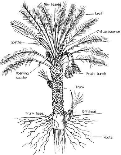 bottle palm tree roots - Norman Okeefe