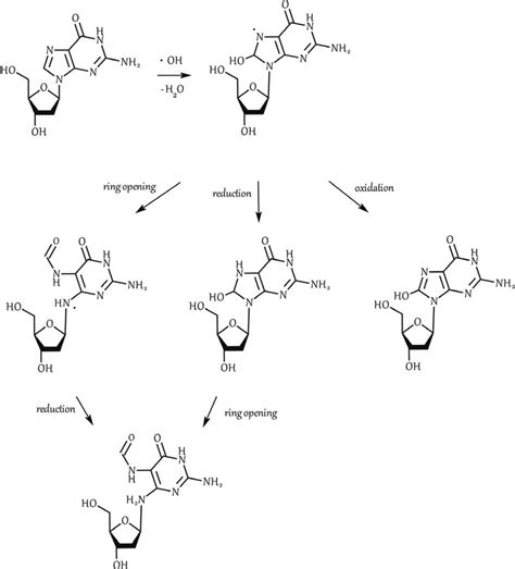 Reaction of hydroxyl radical with the basepair of DNA guanosine [8 ...