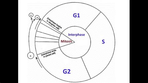 Cell Cycle Graphic Organizer - YouTube