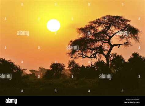 Sunset in Africa with acacia tree Stock Photo - Alamy