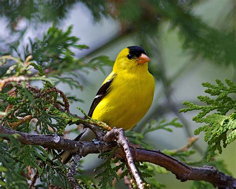 American Goldfinch : Minnesota Breeding Bird Atlas