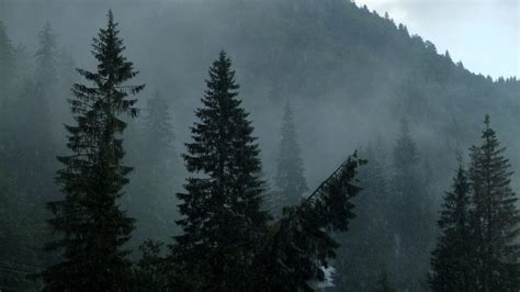 Romania supports EU forest plan, says more talks needed over funding ...