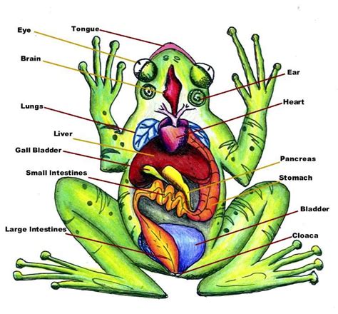 Diagram of Frog Anatomy: Huge Color Image | Frog dissection, Frog dissection lab, Lifecycle of a ...