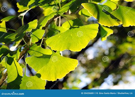 Ginkgo Tree Leaves stock photo. Image of twig, nature - 20420680