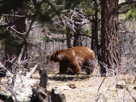 9 best images about Colorado Wildlife on Pinterest | Horns, Trout and ...