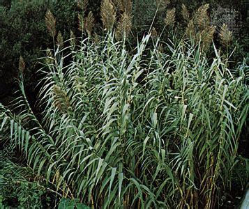 Giant reed | Invasive, Fast-Growing, Weed | Britannica