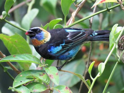 Golden-hooded Tanager - eBird