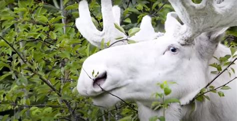 VIDEO: See This Breathtaking All-White Moose!