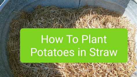 How to Plant Potatoes In Straw vlog 49 - YouTube