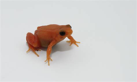 Golden mantella frog | Smithsonian's National Zoo and Conservation ...