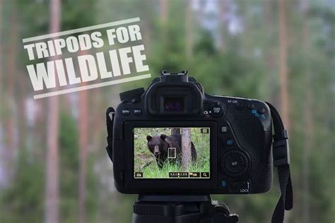 Best Tripod for Wildlife Photography | 2020 Selection + Guide