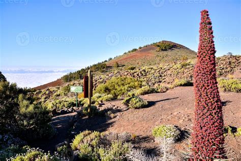 Plant in the desert landscape 19624450 Stock Photo at Vecteezy