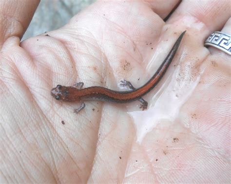 Natural Allegheny: Lungless salamanders