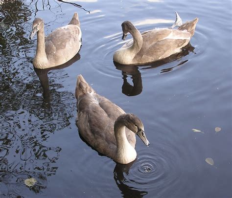 Three swans | Free stock photos - Rgbstock - Free stock images | mzacha | April - 04 - 2013 (13)