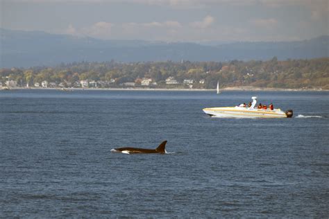 2018_Pacific Northwest Trip_Anacortes Whale Watching_182 | Flickr