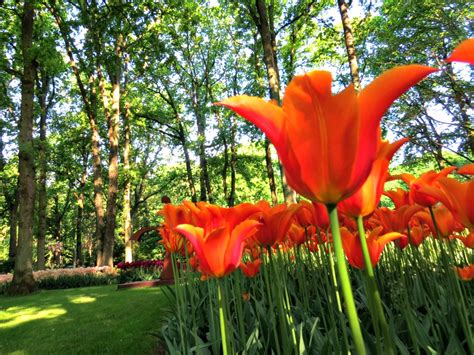 Dutch Flowers, take a smell of Dutch Culture