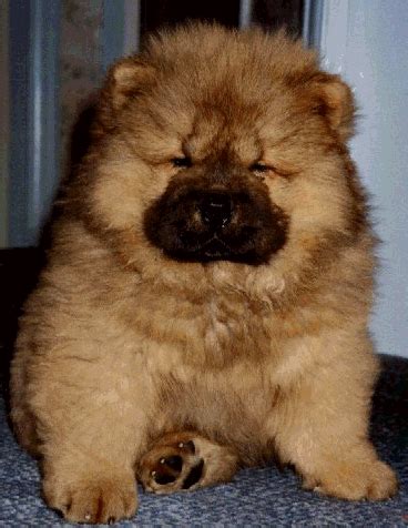 Blue Chow Chow Puppies | Home Chow Chows Boarding kennels Puppies | Chow chow puppy, Chow chow dogs