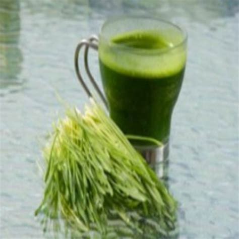 Buy Multi Green Juice Powder from Agriya Impex, Salem, India | ID - 664092