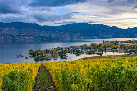 Vineyard Overlooking Okanagan Lake Kelowna BC Canada - Teehouse Wine Tours