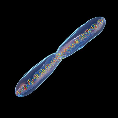 Chromosome 3d Model