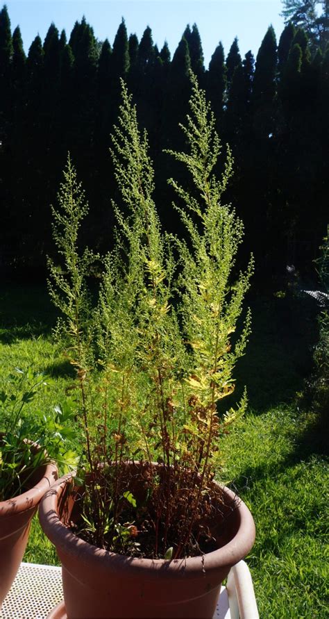 Sweet Annie * Artemisia annua – Adirondack Herbals