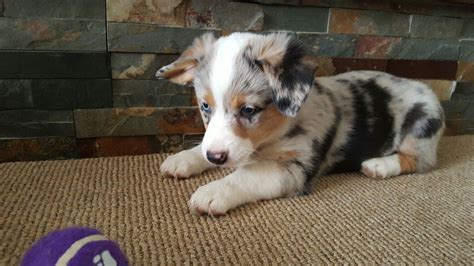 Aussie corgi mix. Blue merle. Puppy play time | Puppies and kitties, Corgi aussie mix ...