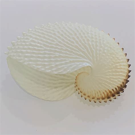 Rare Large Paper Nautilus Shell - Artedeco - Online Antiques