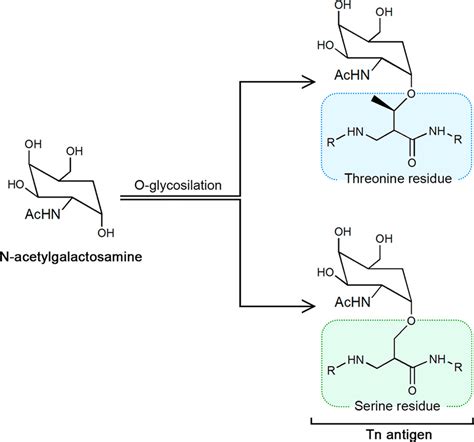 Unveiling the Shape of N-Acetylgalactosamine: A Cancer-Associated Sugar ...