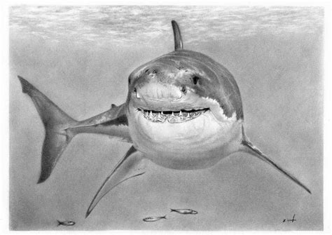 Great White shark by Gough83 on DeviantArt