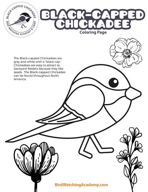 Black-capped Chickadee Coloring Page - Bird Watching Academy