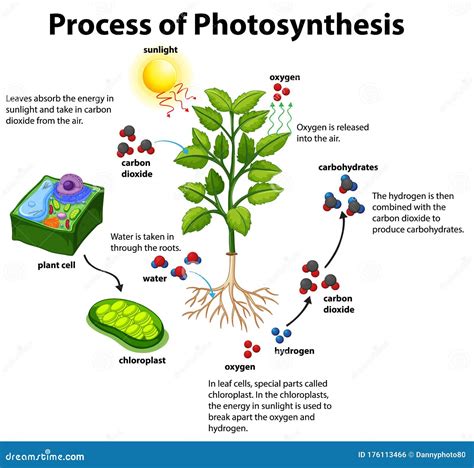 What Do Plants Go Through Photosynthesis at Patrick Wills blog