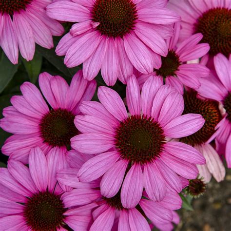 Echinacea Care - Planting, Growing & Cultural Information