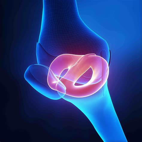 Lateral and medial meniscus anatomy