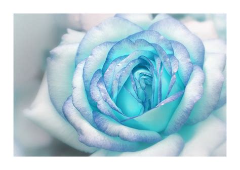 Rose Flower Blue Blossom Free Stock Photo - Public Domain Pictures