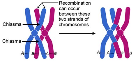 Meiosis