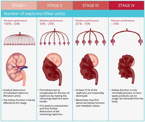 Chronic Kidney Disease in Cats - What You Can Do