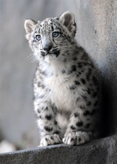 Snow Leopard Cub Can't Stop Jumping On Things During Public Debut At Brookfield Zoo (VIDEO ...