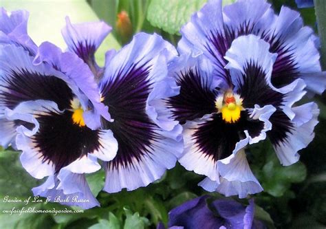 Spring Is Blossoming! | Pansies flowers, Pansies, Beautiful flowers