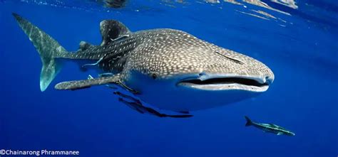 Le requin-baleine, géant des mers en danger d'extinctionEspèces-menacées.fr